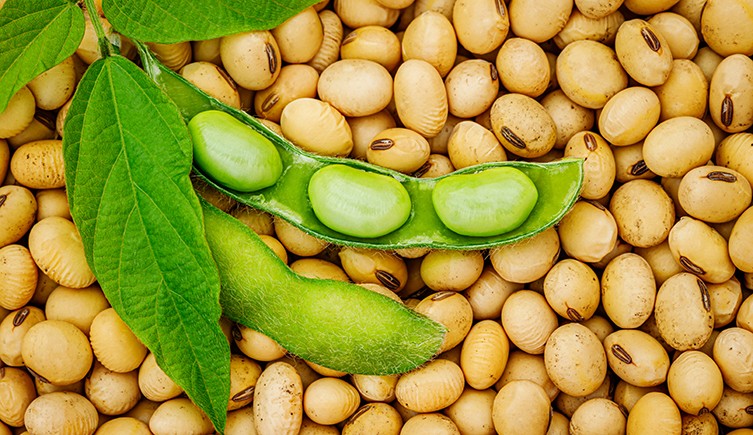 Soy beans: one fresh and the rest dry.